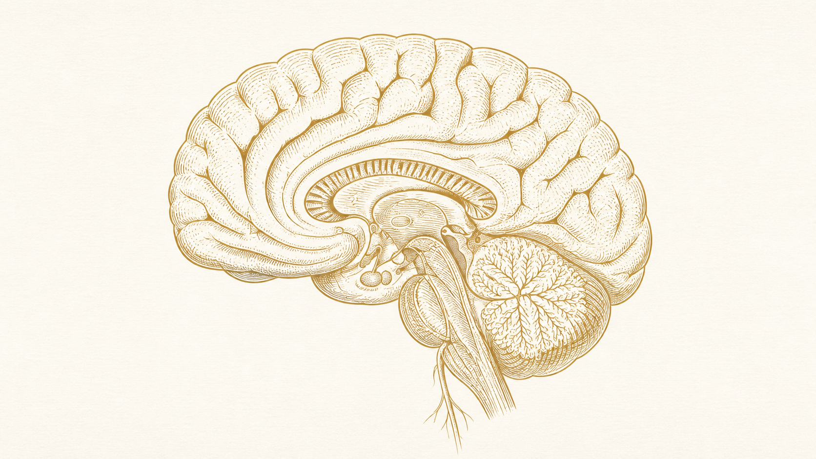 Ilustración neuroanatómica del cerebro humano corte sagital mostrando las zonas que el Protocolo Performance Cognitivo trabaja: corteza prefrontal, amígdala, default mode network, nervio vago